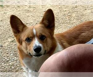 Father of the Pembroke Welsh Corgi puppies born on 05/20/2023