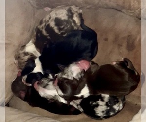 Miniature Australian Shepherd Puppy for sale in NASELLE, WA, USA