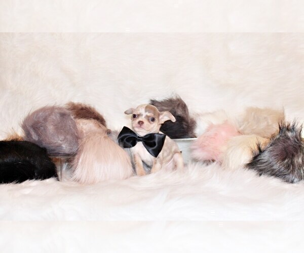 Medium Photo #6 Chihuahua Puppy For Sale in CHARLESTON, AR, USA