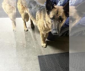 German Shepherd Dog-Unknown Mix Dogs for adoption in Camarillo, CA, USA