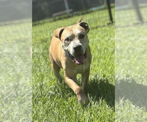 American Pit Bull Terrier-Unknown Mix Dogs for adoption in Virginia Beach, VA, USA