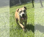 Small American Pit Bull Terrier Mix