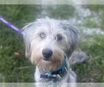 Small #4 Poodle (Standard)-Siberian Husky Mix