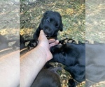 Small Photo #2 Labrador Retriever Puppy For Sale in HOWELL, NJ, USA