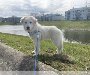 Great Pyrenees Puppy for sale in INDIANAPOLIS, IN, USA