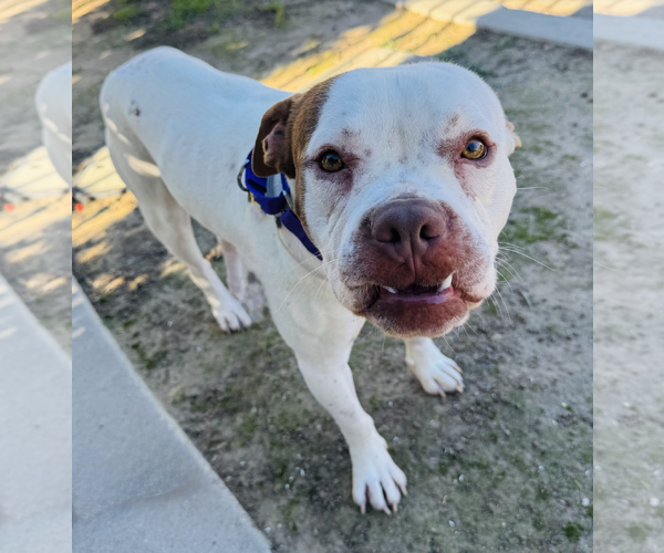 Medium Photo #2 Boxer-Unknown Mix Puppy For Sale in Marina Del Rey, CA, USA
