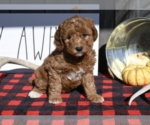 Goldendoodle (Miniature) Puppy for sale in MILLERSBURG, OH, USA