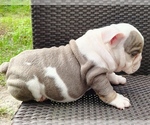 Small #2 English Bulldog