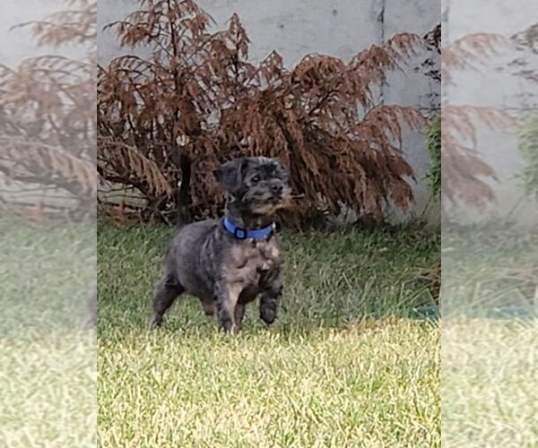 Medium Photo #3 Shih Tzu Puppy For Sale in Aurora, IN, USA