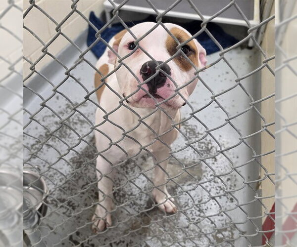 Medium Photo #1 Mutt Puppy For Sale in Anchorage, AK, USA