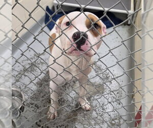 Mutt Dogs for adoption in Anchorage, AK, USA