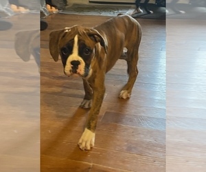 Boxer Puppy for sale in MEMPHIS, MI, USA