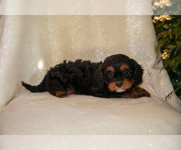 Medium Photo #2 Cavapoo (Miniature) Puppy For Sale in LEOLA, PA, USA