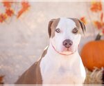 Small Photo #1 American Pit Bull Terrier-American Staffordshire Terrier Mix Puppy For Sale in phoenix, AZ, USA