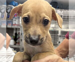 Mutt Dogs for adoption in Washington, DC, USA