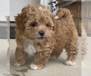 Medium Shih-Poo