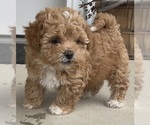 Puppy Pumpkin Shih-Poo