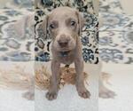Small Photo #17 Weimaraner Puppy For Sale in LEWISBURG, KY, USA