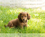 Small #5 Dachshund