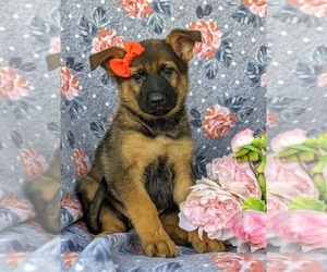 German Shepherd Dog Puppy for sale in ELKTON, MD, USA