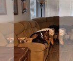 Small #2 American Pit Bull Terrier Mix