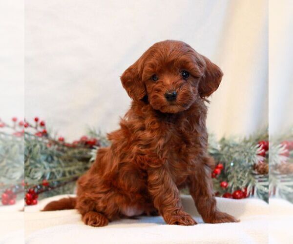 Medium Photo #1 Goldendoodle (Miniature) Puppy For Sale in LITITZ, PA, USA