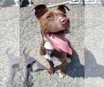 Small #27 American Pit Bull Terrier Mix