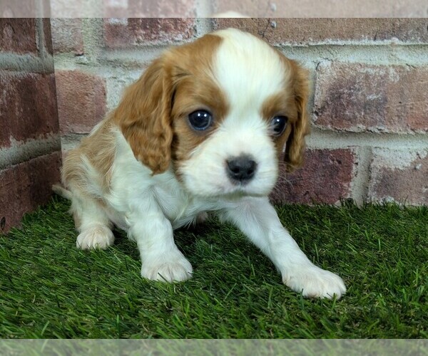 Medium Photo #10 Cavalier King Charles Spaniel Puppy For Sale in MOBERLY, MO, USA