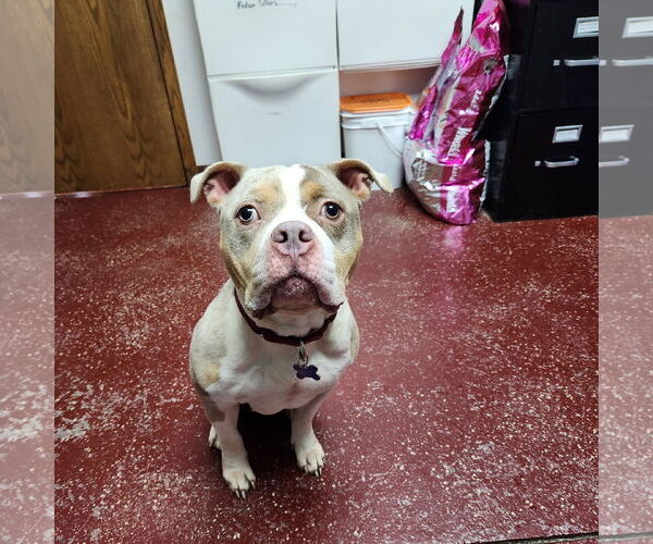 Medium Photo #5 Mutt Puppy For Sale in Fargo, ND, USA