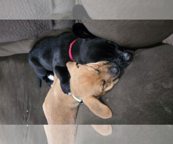 Medium Photo #7 Labbe Puppy For Sale in Princeton, MN, USA