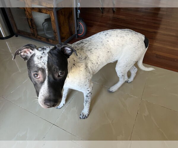 Medium Photo #1 American Pit Bull Terrier-Pointer Mix Puppy For Sale in Rockaway, NJ, USA