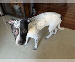 Small American Pit Bull Terrier-Pointer Mix