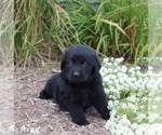 Puppy 5 Golden Retriever-Keeshond Mix