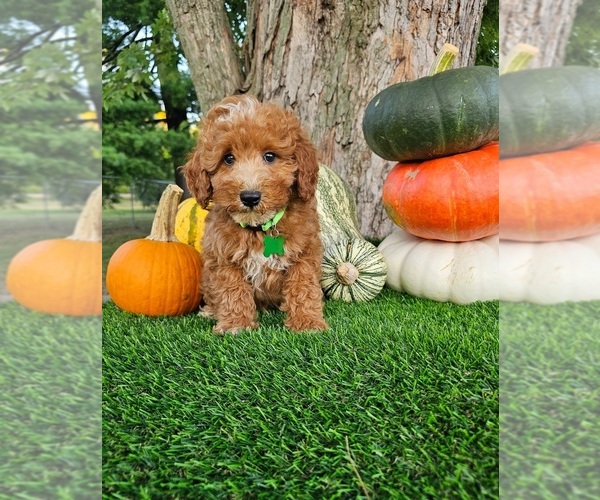 Medium Photo #2 Poodle (Miniature) Puppy For Sale in INDIANAPOLIS, IN, USA