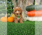 Small #1 Poodle (Miniature)