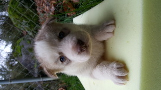 Siberian Husky Puppy for sale in CAMAS, WA, USA