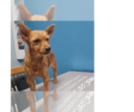 Small Mutt