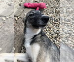 Small #5 German Shepherd Dog Mix