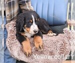 Puppy Puppy 7 Bernese Mountain Dog