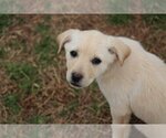 Small Photo #7 Australian Retriever Puppy For Sale in McDonough, GA, USA
