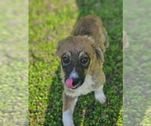 Collie-Unknown Mix Dogs for adoption in Wakefield, RI, USA