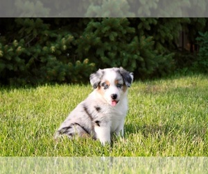 Australian Shepherd Puppy for sale in MOUNT PULASKI, IL, USA