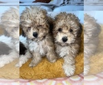 Small Photo #1 Bichpoo Puppy For Sale in ADDISON, IL, USA