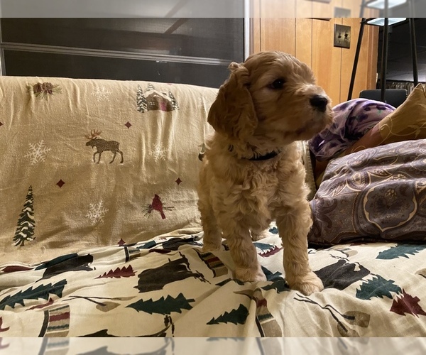 Medium Photo #2 Goldendoodle Puppy For Sale in ROSCOMMON, MI, USA