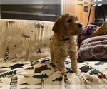 Small Photo #2 Goldendoodle Puppy For Sale in ROSCOMMON, MI, USA