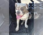 Small American Bulldog Mix