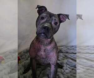 Isekai - Female Staffordshire Bull Terrier-Unknown Mix Dog for Adoption - Photo #12