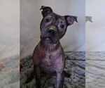 Small Photo #12 Staffordshire Bull Terrier-Unknown Mix Puppy For Sale in Princeton, MN, USA