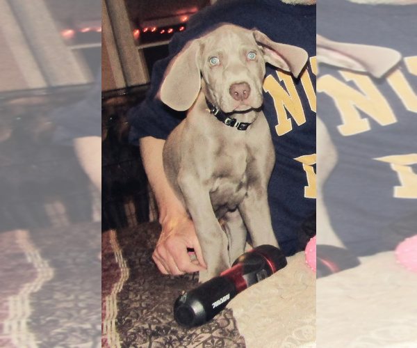 Medium Photo #3 Weimaraner Puppy For Sale in LAS ANIMAS, CO, USA