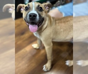 Moon Pie - Female Bulldog-Unknown Mix Dog for Adoption - Photo #13
